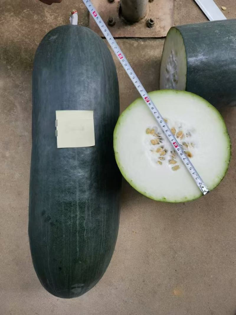 湘研黑实一号黑皮冬瓜种子品质高耐储运出芽率高