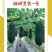 湘研黑实一号黑皮冬瓜种子品质高耐储运出芽率高