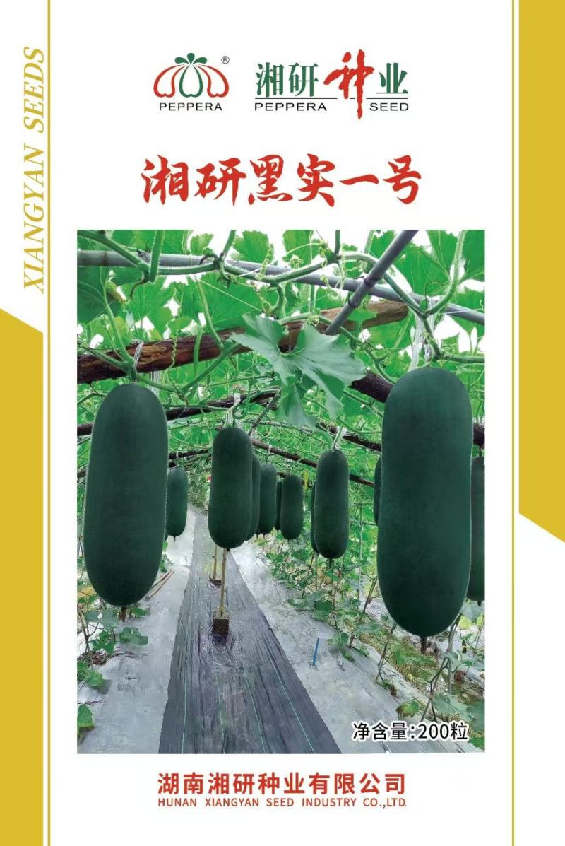 湘研黑实一号黑皮冬瓜种子品质高耐储运出芽率高
