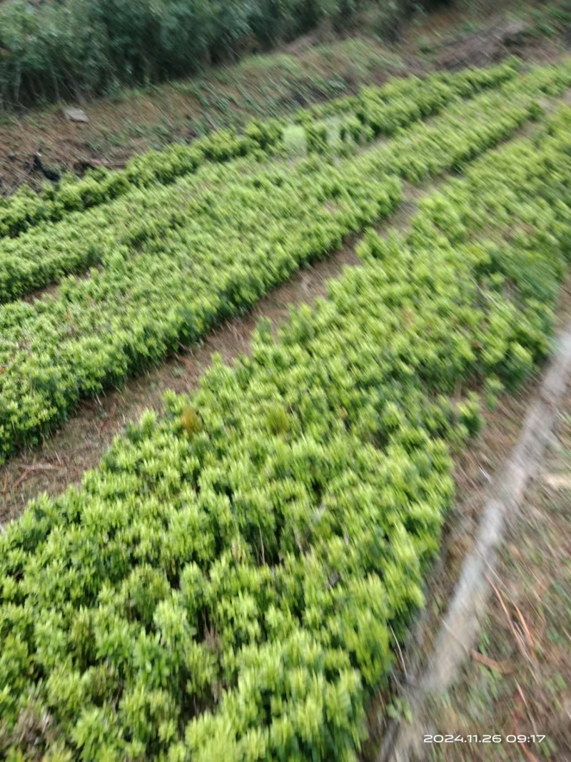 瓜子黄杨苗/重庆发货/自家种植/价格便宜/欢迎来电合作