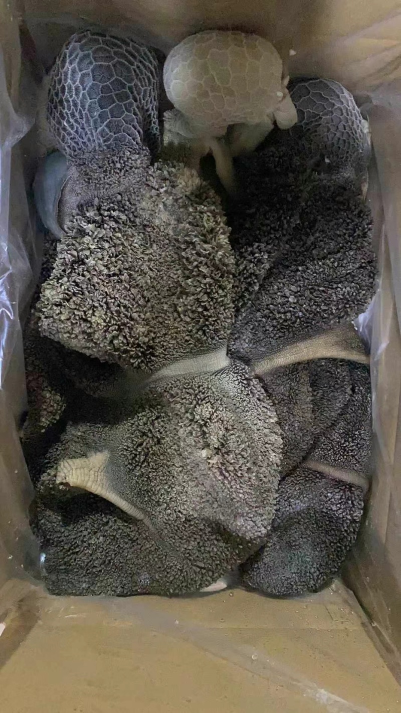 羊肚，全熟羊毛肚，羊净肚，工厂加工，质量保证