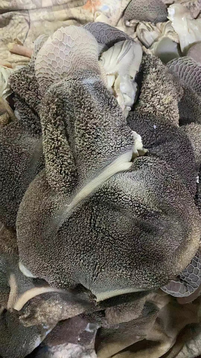 羊肚，全熟羊毛肚，羊净肚，工厂加工，质量保证