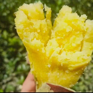 板栗薯济薯26大量香型番薯烧烤，煮蒸炸口感好