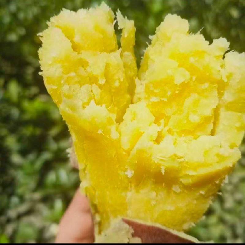 板栗薯济薯26大量香型番薯烧烤，煮蒸炸口感好