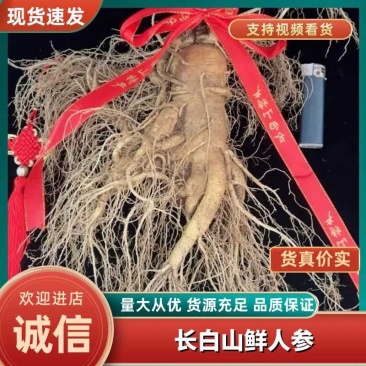 长白山的大鲜参，产地批发，质量很好，很新鲜，售后无忧