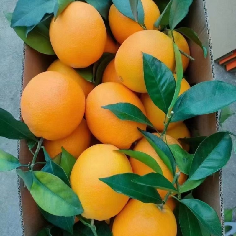 湖北橙子宜昌纽荷尔脐橙果园直采爆汁纯甜量大从优