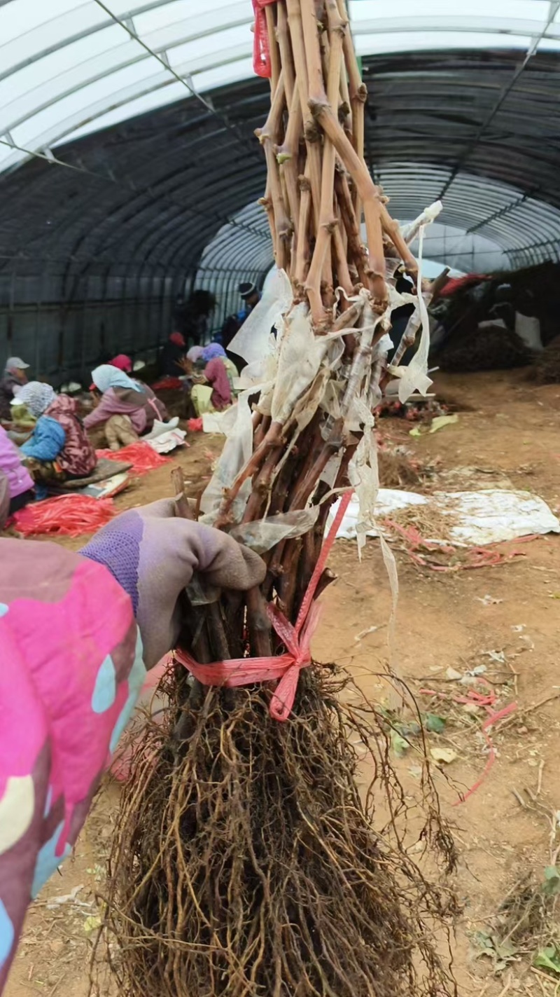 辽宁阳光玫瑰葡萄苗，精品葡萄苗易成活品质好品种规格齐全