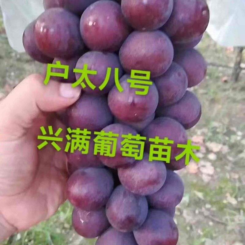 精品葡萄苗，户太八号葡萄苗1年苗基地直发欢迎来电咨询订购