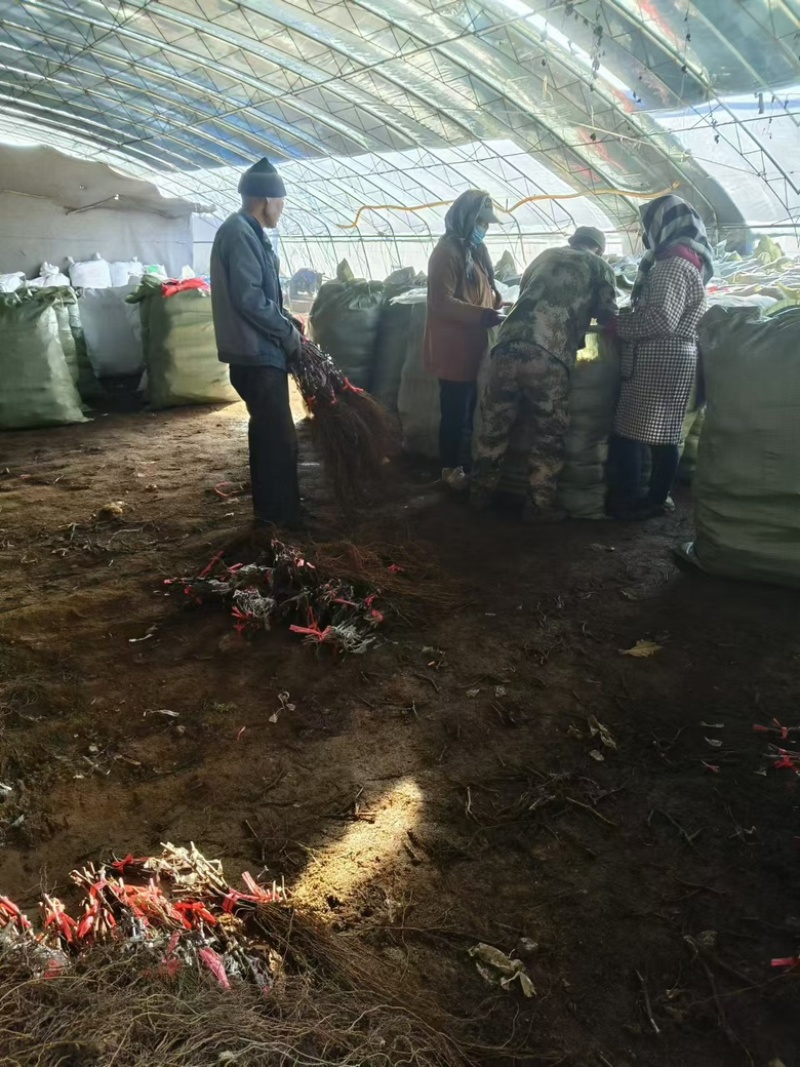 精品葡萄苗，户太八号葡萄苗1年苗基地直发欢迎来电咨询订购