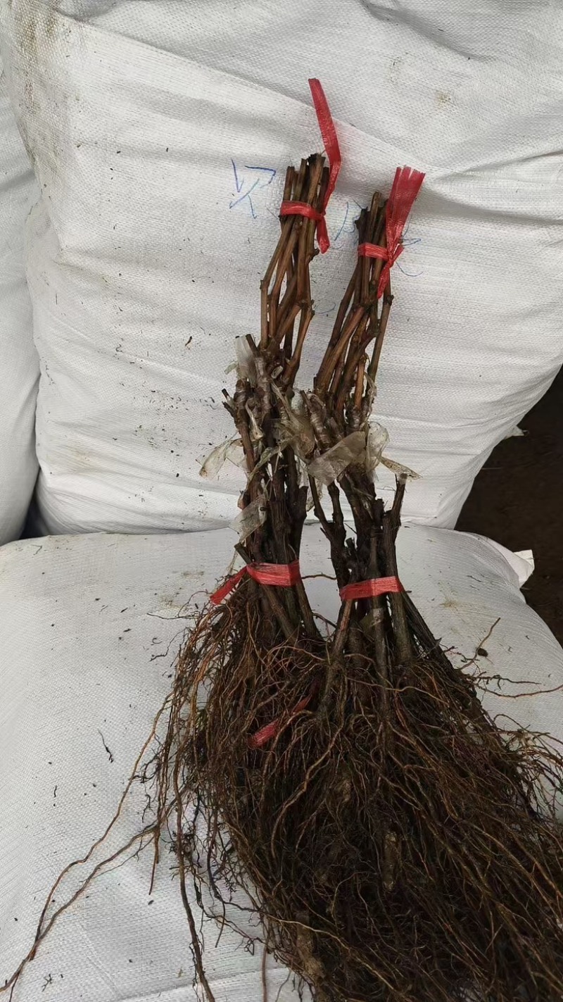精品葡萄苗，户太八号葡萄苗1年苗基地直发欢迎来电咨询订购