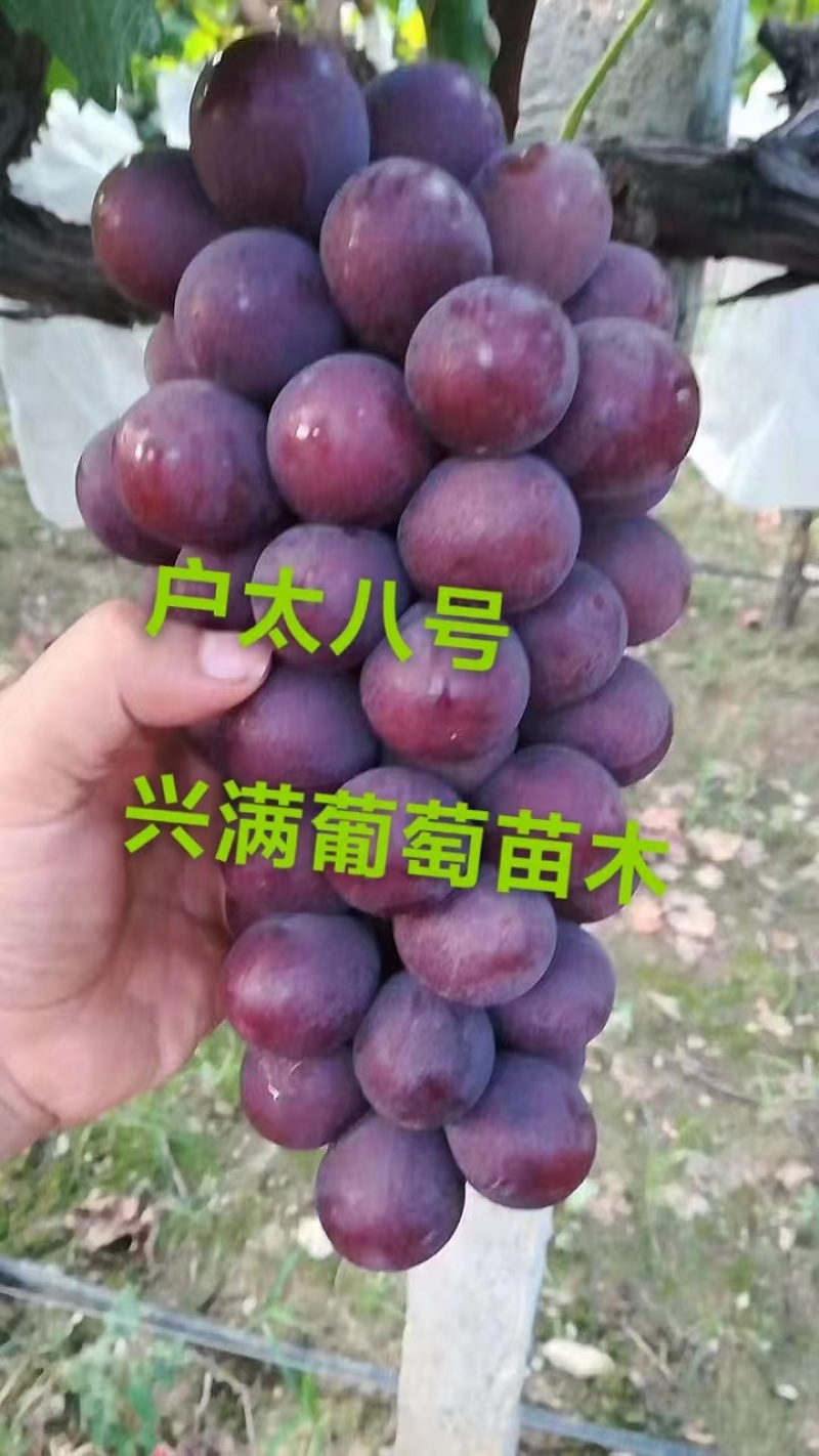 精品葡萄苗，户太八号葡萄苗1年苗基地直发欢迎来电咨询订购
