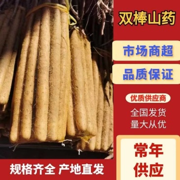 优选双棒山药大量出货保质保量货量充足