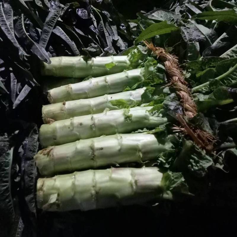 精品红尖叶莴笋，一手货源，可对接电商，商超等，欢迎来电