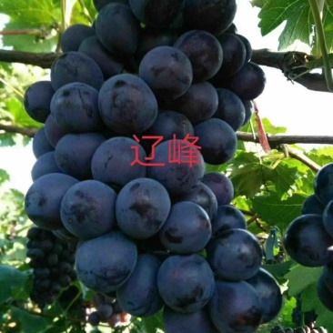 东北葡萄苗，辽峰葡萄苗1年苗，品种齐全价格实惠易成活