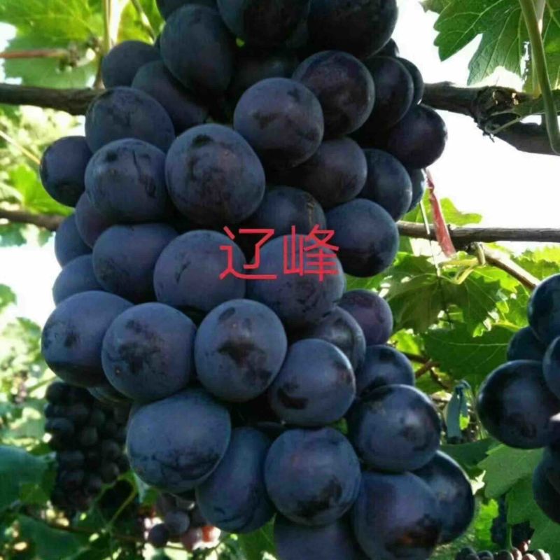 东北葡萄苗，辽峰葡萄苗1年苗，品种齐全价格实惠易成活