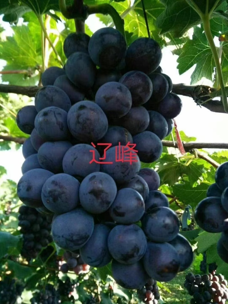 东北葡萄苗，辽峰葡萄苗1年苗，品种齐全价格实惠易成活