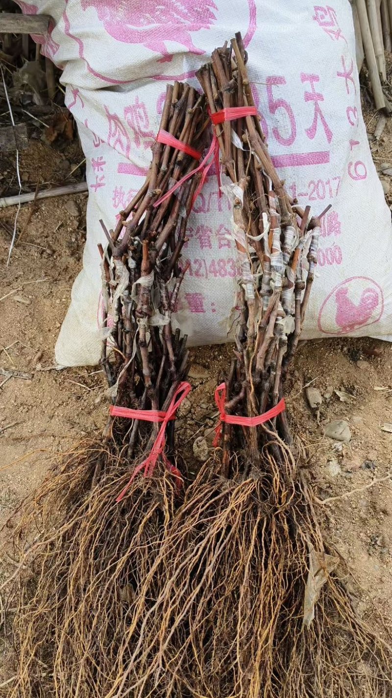东北葡萄苗，辽峰葡萄苗1年苗，品种齐全价格实惠易成活