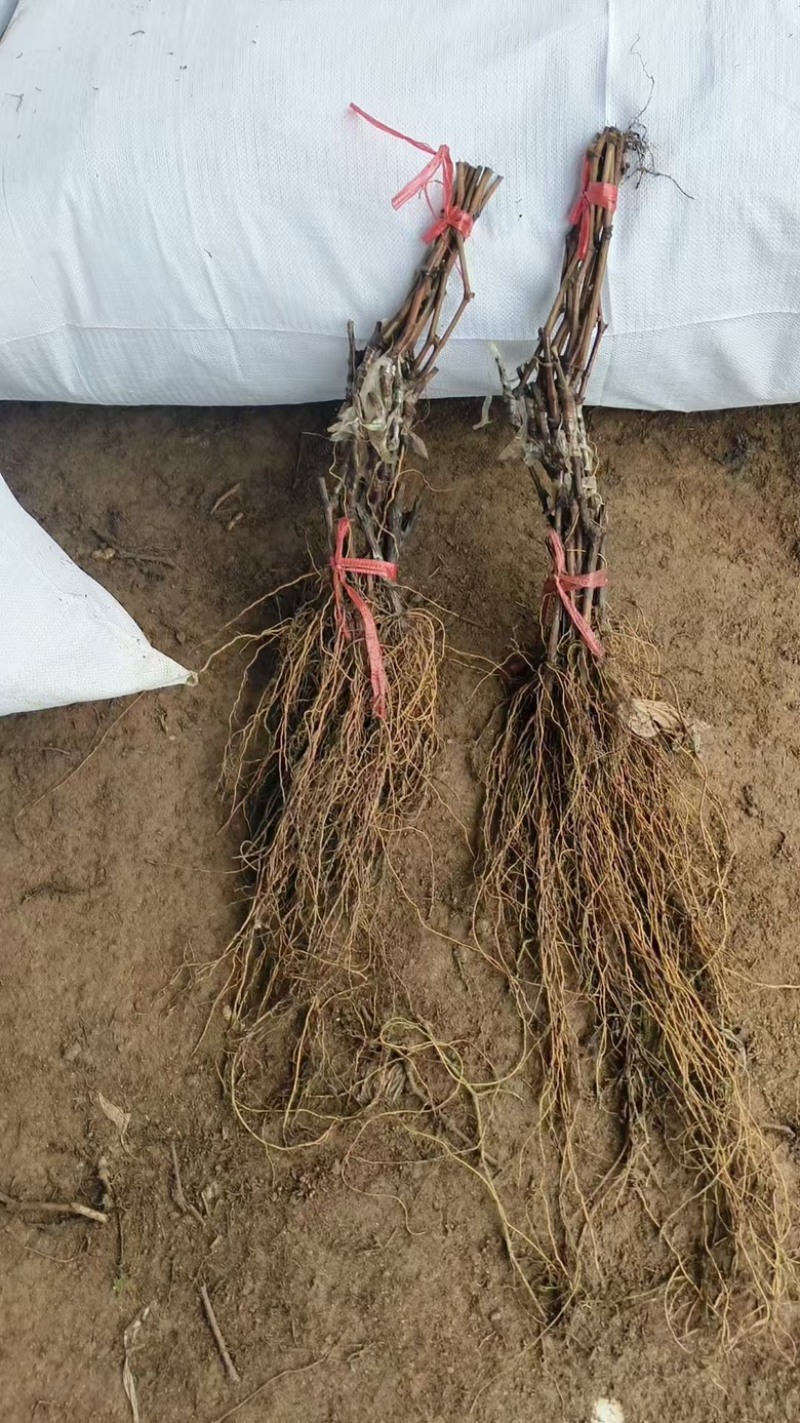 东北葡萄苗，辽峰葡萄苗1年苗，品种齐全价格实惠易成活
