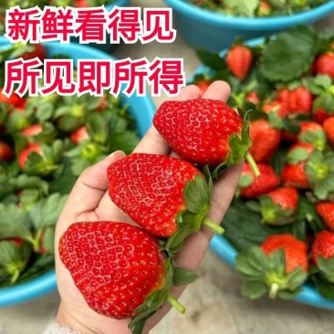 （实力推荐草莓）个大饱满新鲜味美质量保证产地直发