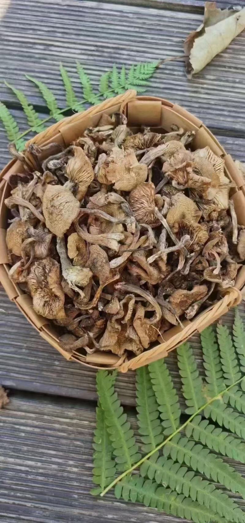 长白山大山里的蘑菇，榛蘑，质量不错，售后无忧