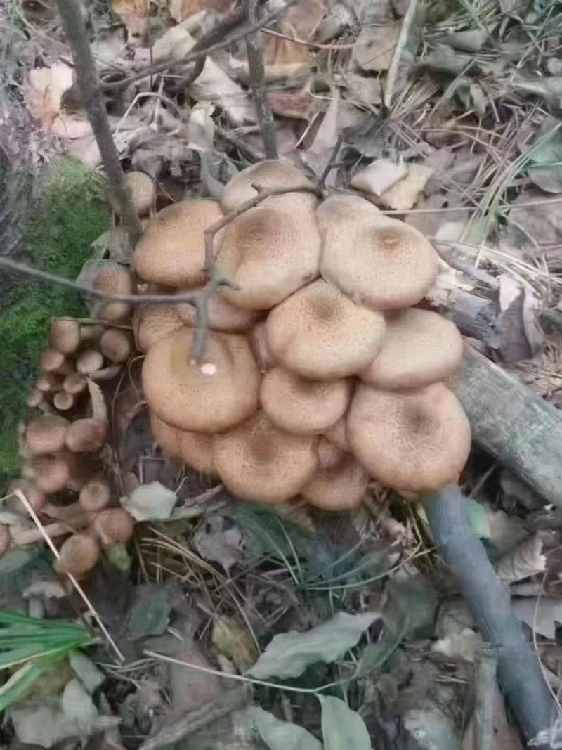 长白山大山里的蘑菇，榛蘑，质量不错，售后无忧