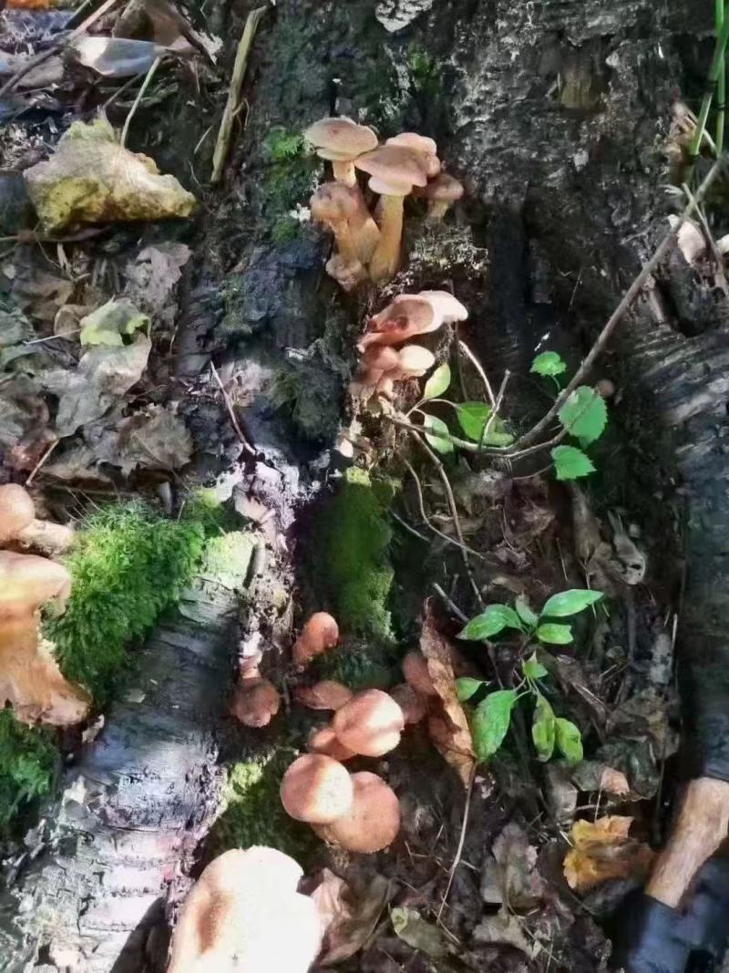 长白山大山里的蘑菇，榛蘑，质量不错，售后无忧