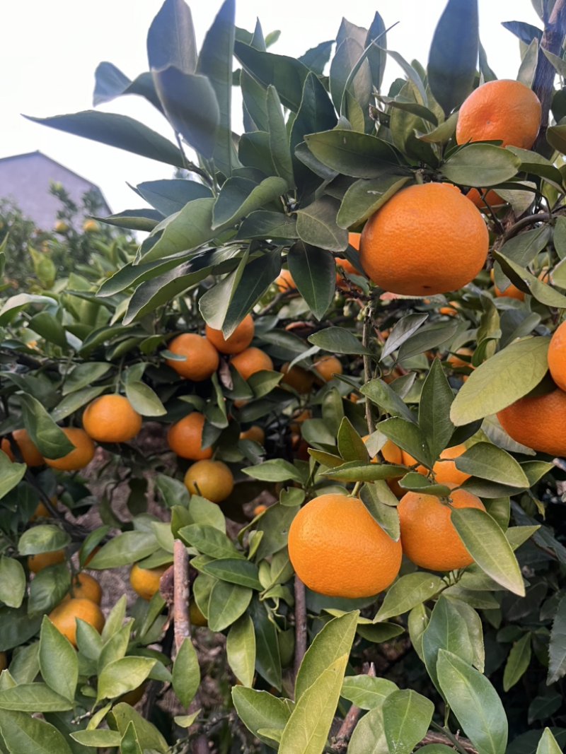 小叶蜜橘高山蜜橘口感纯甜化渣供应商超市场社区团购等