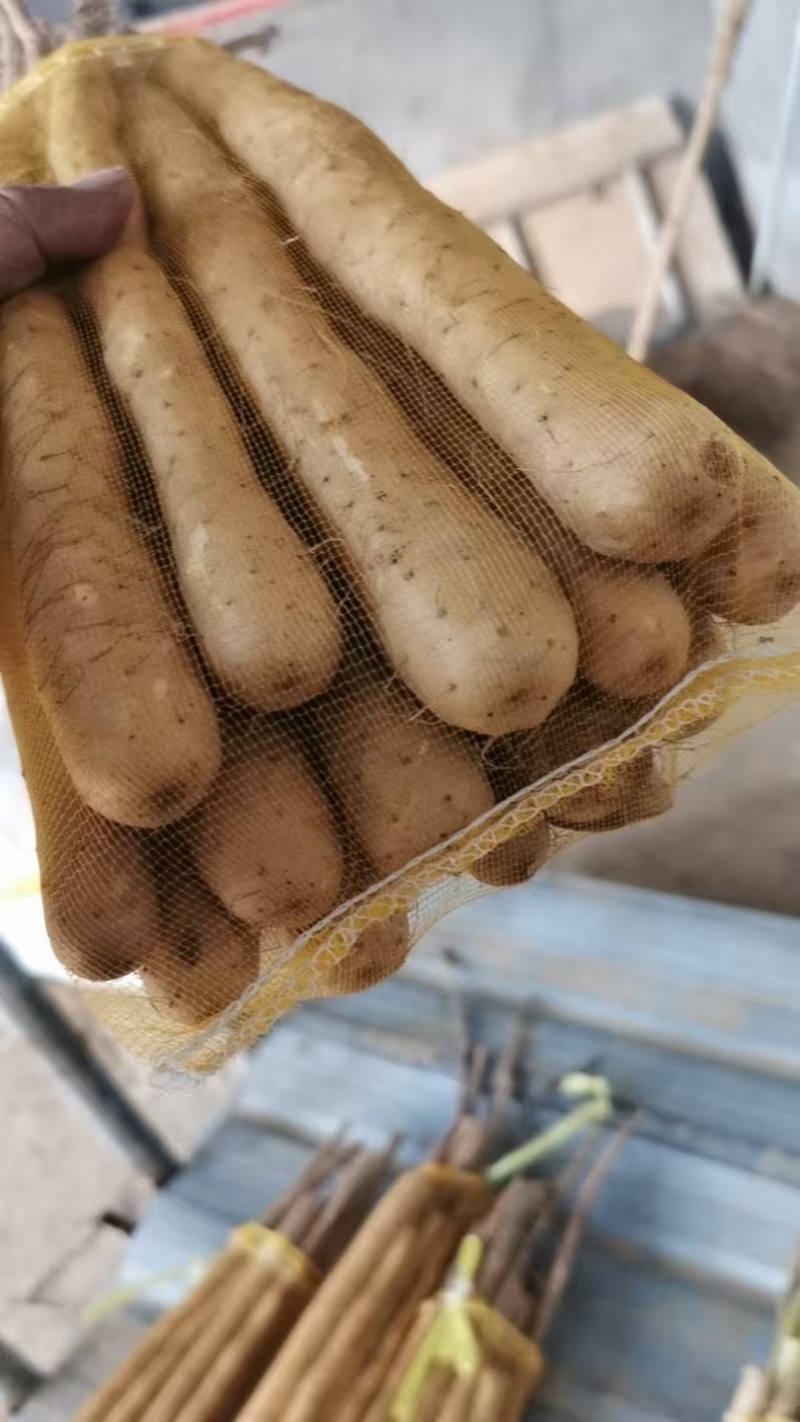 优选双棒山药大量出货保质保量货量充足