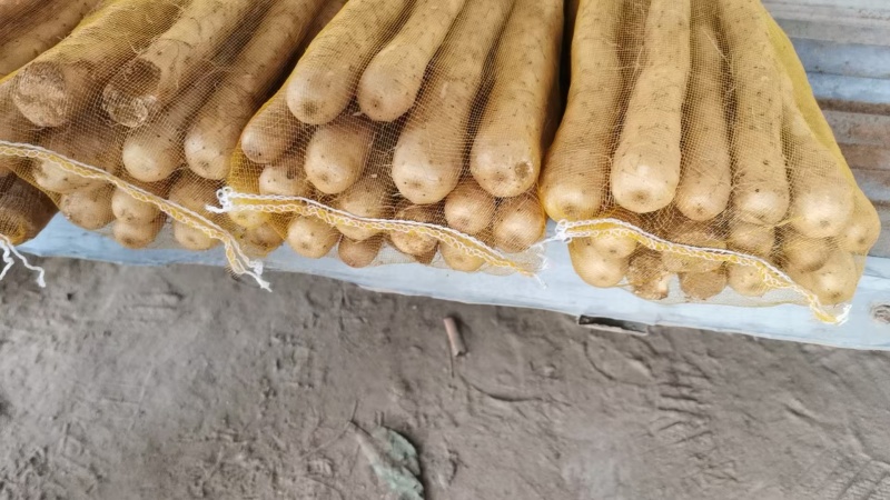 优选双棒山药大量出货保质保量货量充足