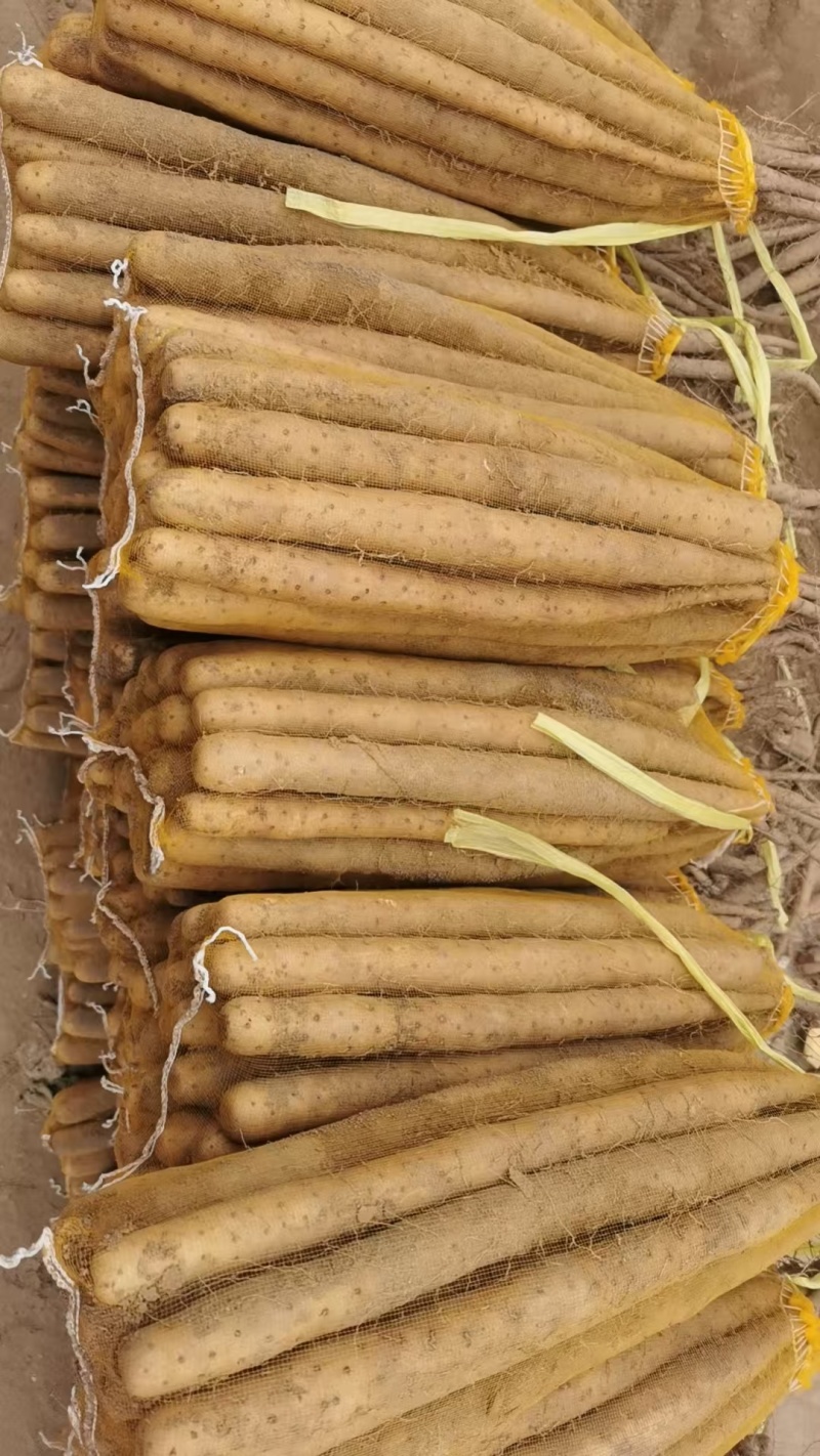 优选双棒山药大量出货保质保量货量充足