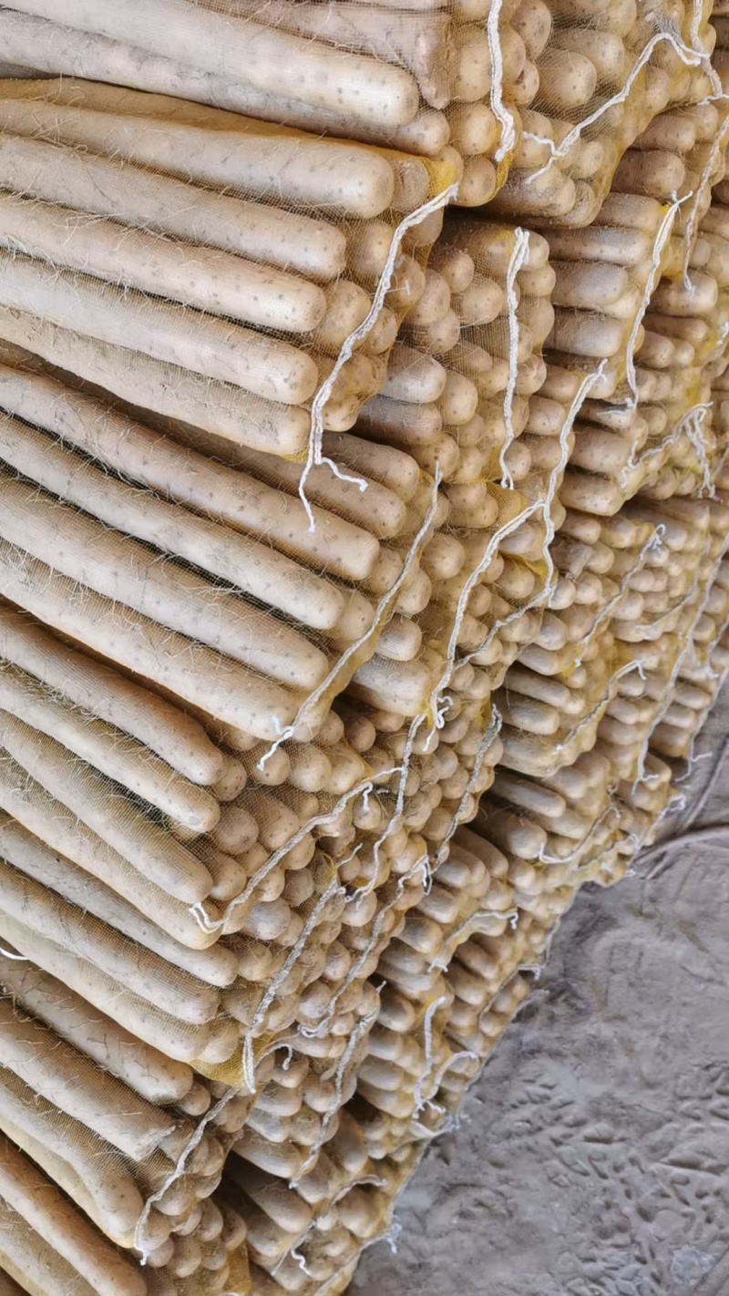 优选双棒山药大量出货保质保量货量充足
