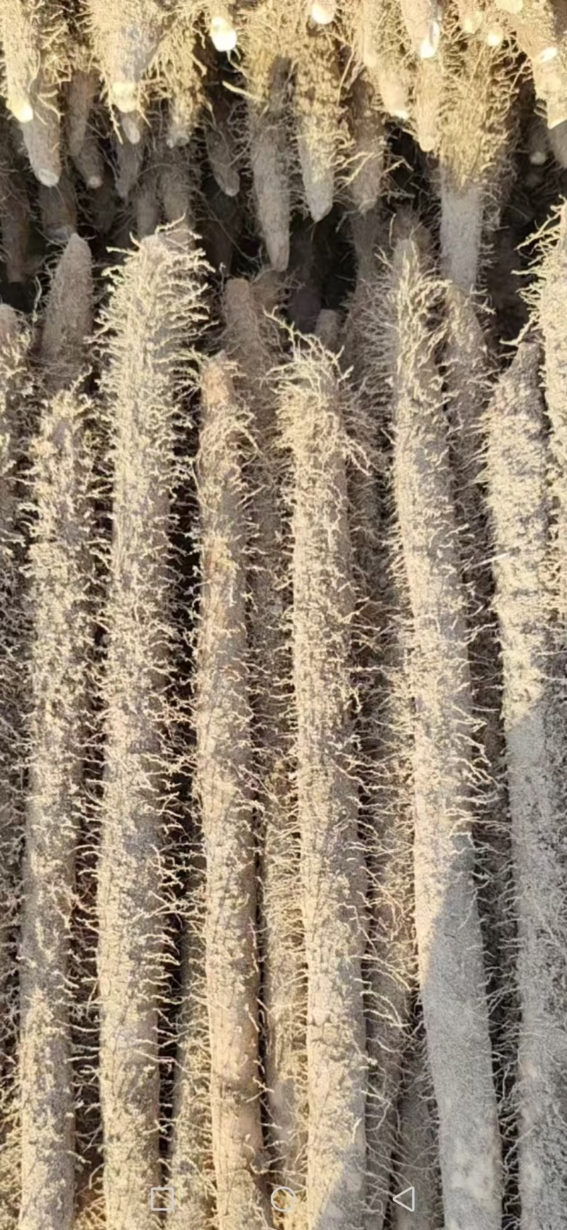 优选双棒山药大量出货保质保量货量充足