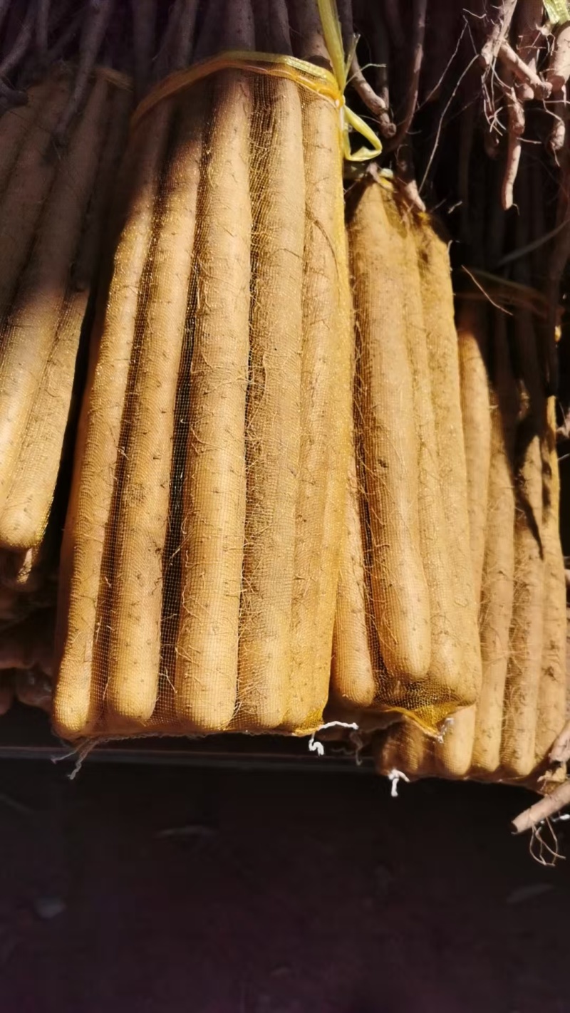 优选双棒山药大量出货保质保量货量充足