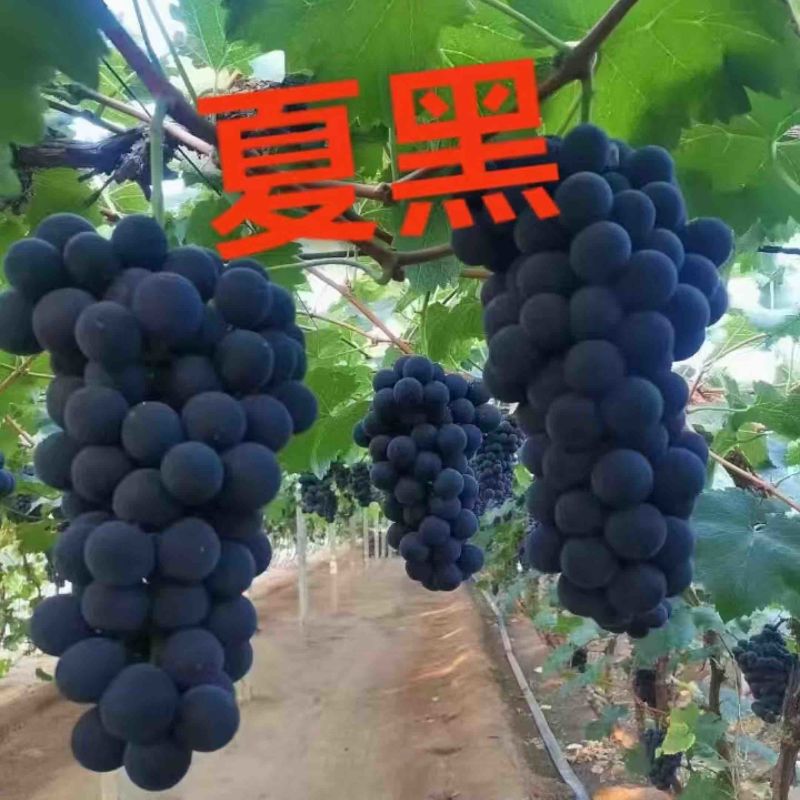 精品夏黑葡萄苗，1年苗品种规格齐全，易成活品质保障
