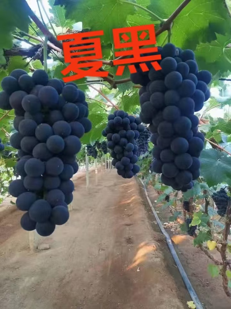精品夏黑葡萄苗，1年苗品种规格齐全，易成活品质保障