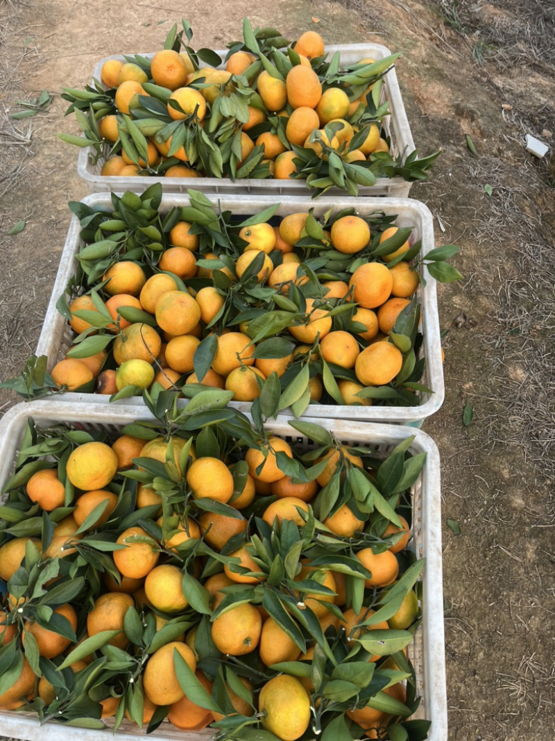 小叶蜜橘云南蜜橘产地直发皮薄多汁对接电商市场批发