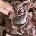 全熟羊头肉无骨无冰，白头，红头，花头，黑头。