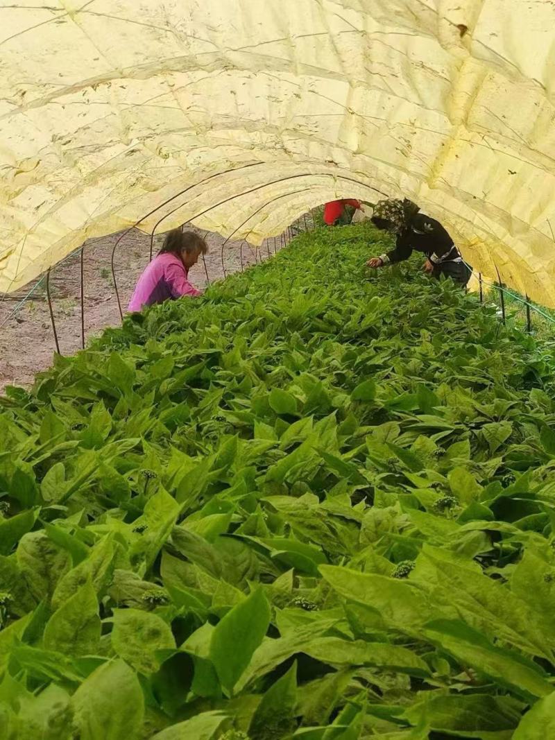 长白山脚下，人参原产地，人参花质量很好，售后无忧