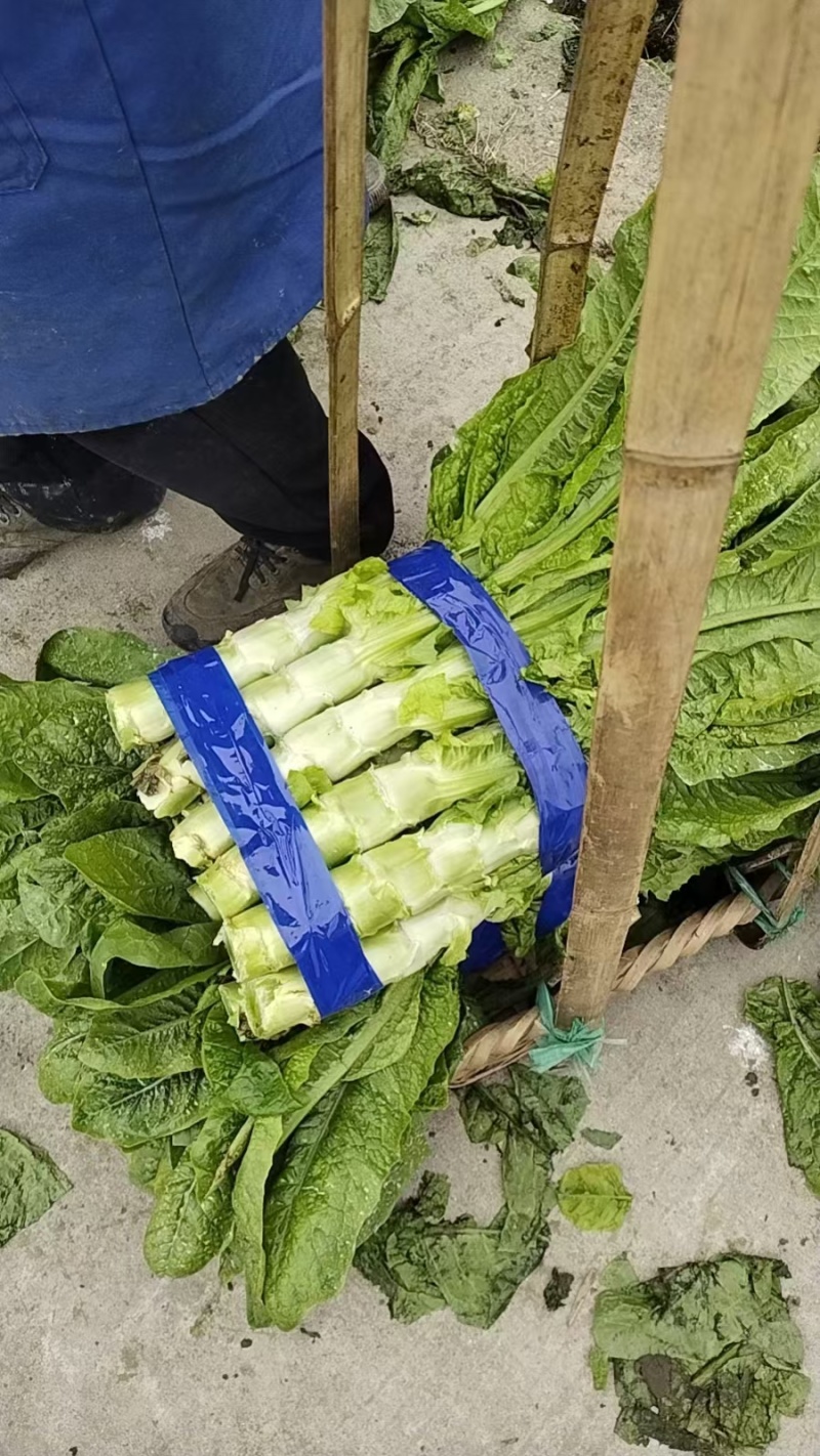 红尖叶香莴笋大量上市量大从优全国可发对接电商平台