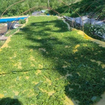 长白山脚下，人参原产地，人参花质量很好，售后无忧