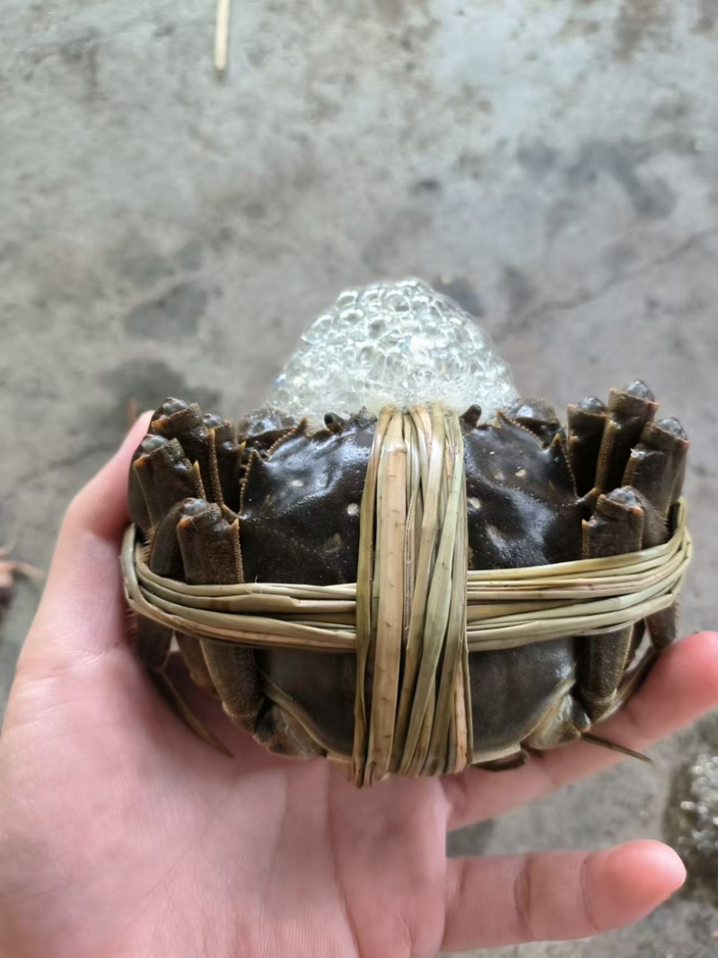 精品大闸蟹湖北本地螃蟹产地一手货源发货快欢迎订购