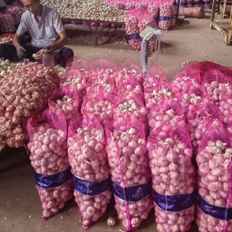 山东大蒜紫皮蒜产地一手货源品质保证货源充足欢迎