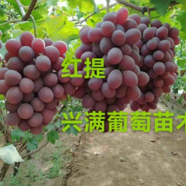 红提苗，精品葡萄苗1年苗苗圃直发，易成活品质保障价格实惠