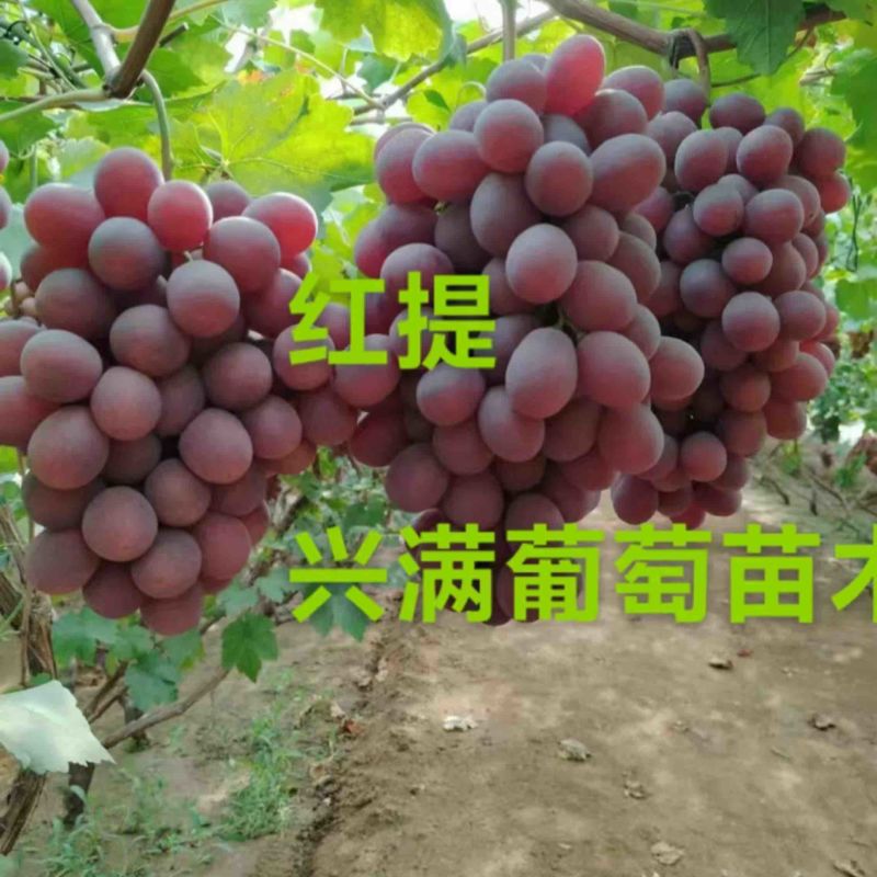 红提苗，精品葡萄苗1年苗苗圃直发，易成活品质保障价格实惠