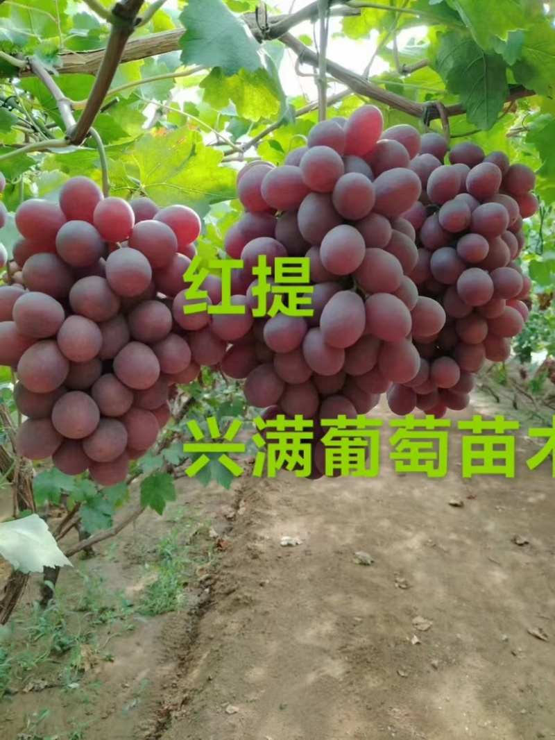 红提苗，精品葡萄苗1年苗苗圃直发，易成活品质保障价格实惠
