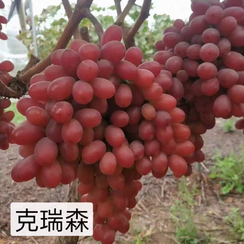 克伦生晚熟品种口感甜脆自然无核