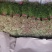 河北茴香苗大量供应，割拔都行有需要的联系我