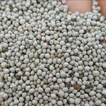 紫苏子