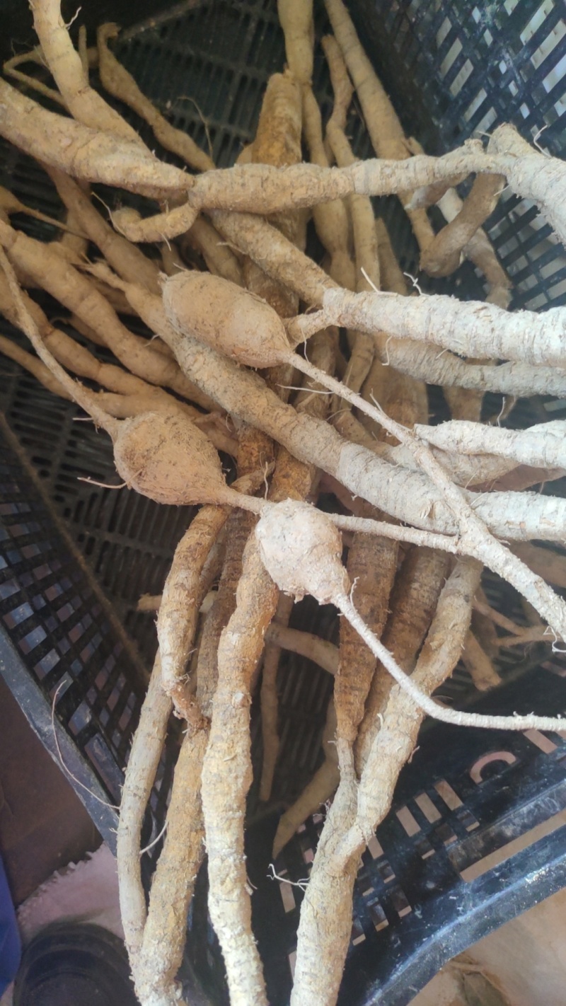 瓜子牛各种规格