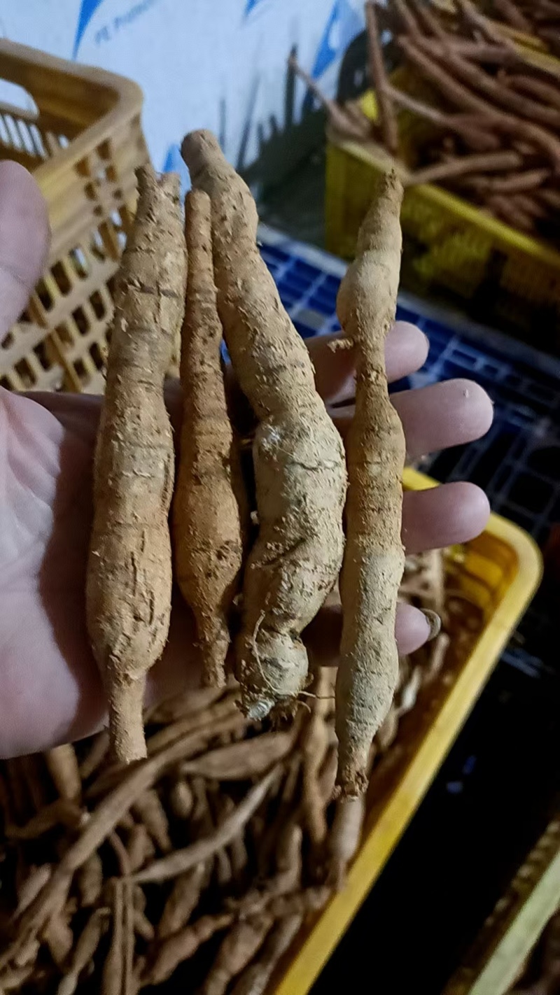 瓜子牛各种规格